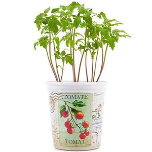 Набор для выращивания Томат Rostokvisa (Ростоквиса) фото 2