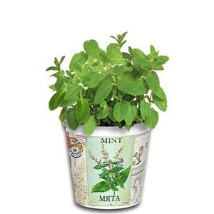 Набор для выращивания Мята Rostokvisa фото 2