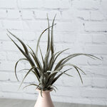 Искусственное растение Перуанская Тилландсия 30*26 см серая