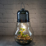 Декоративный подвесной светильник - флорариум Лампочка с Крассулой 23 см, теплая белая LED подсветка, IP20