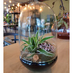 Стеклянная ваза для флорариума и композиций Рододендрон 30*19 см
