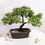Искусственный бонсай Конкордия 33 см