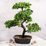 Искусственный бонсай Эрманос 38 см