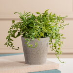 Искусственное растение в горшке Фельчендо 17 см