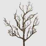 Искусственная ветка Акация Colorato 58 см