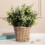 Искусственный эвкалипт в горшке Беларра 28 см