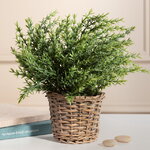 Искусственный эвкалипт в горшке Феаро 26 см