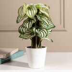 Искусственное растение в горшке Пеперомия Арбузная 25 см