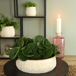 Керамическое кашпо Пуэрто 24*8 см бежевое