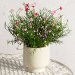 Искусственный цветок в горшке Хатиора 25 см, розовый