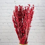 Сухоцветы для флористики Овес 50 см красный