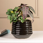 Композиция из искусственных цветов Алоказия Пурпурная 25 см