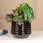 Композиция из искусственных цветов в горшке Алоказия Зелёная 25 см