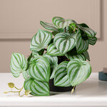 Искусственное растение в горшке Родерондо 18 см