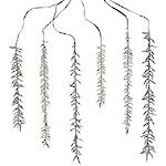 Гирлянда на дерево Cascade 6 шт, 60-100 см, 480 холодных белых LED ламп, черный ПВХ, контроллер, IP44