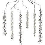 Гирлянда на дерево Cascade 6 шт, 60-100 см, 480 теплых белых LED ламп, черный ПВХ, контроллер, IP44